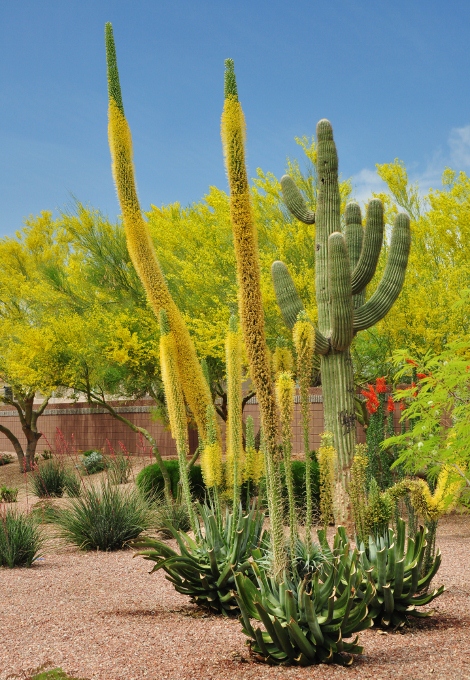 the tall yellow stalks of an agave century plant